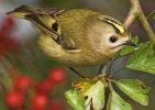 Filename=Goldcrest .jpg
Filesize=85KiB
Dimensions=600x424
Date added=Oct 16, 2005 Goldcrest .jpg