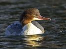 Filename=Goosander_D3Z2709_copy_630.jpg
Filesize=96KiB
Dimensions=630x473
Date added=Dec 26, 2008 Goosander_D3Z2709_copy_630.jpg