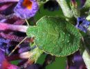 Filename=Green-Leaf-Bug.jpg
Filesize=122KiB
Dimensions=600x461
Date added=Aug 17, 2005 Green-Leaf-Bug.jpg