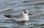 Filename=Grey-Phalarope-1.jpg
Filesize=94KiB
Dimensions=600x389
Date added=Nov 05, 2005 Grey-Phalarope-1.jpg