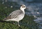 Grey-Phalarope-2.jpg