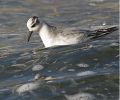 Filename=Grey-Phalarope.jpg
Filesize=95KiB
Dimensions=600x500
Date added=Nov 04, 2005 Grey-Phalarope.jpg
