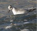 Grey-Phalarope.jpg