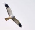 Hen_Harrier-4101_copy_2.jpg