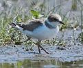 Filename=Juv LRP 7th July .jpg
Filesize=55KiB
Dimensions=385x318
Date added=Jul 09, 2005 Juv LRP 7th July .jpg