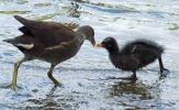 Filename=MOORHEN CHICKS.jpg
Filesize=33KiB
Dimensions=279x171
Date added=Jul 02, 2005 MOORHEN CHICKS.jpg