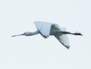 SPOONBILL_3532-Edit~0.jpg