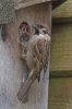 Filename=TREE SPARROW 1.jpg
Filesize=115KiB
Dimensions=400x600
Date added=Jul 05, 2005 TREE SPARROW 1.jpg