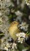 WOOD-WARBLER-6469;.jpg