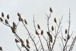 Waxwings.jpg