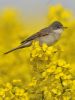 Whitethroat-7384.jpg