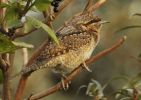 Wryneck_3000__copy.jpg