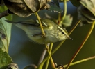 Filename=YBW_2091.jpg
Filesize=128KiB
Dimensions=700x510
Date added=Oct 14, 2011 YBW_2091.jpg