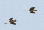 Filename=_Merlin_or_Hobby.jpg
Filesize=73KiB
Dimensions=359x243
Date added=Oct 06, 2011 _Merlin_or_Hobby.jpg