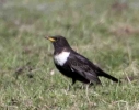 ouzel.jpg