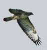 Filename=stainfield buzzard.jpg
Filesize=20KiB
Dimensions=339x356
Date added=Aug 16, 2005 stainfield buzzard.jpg