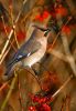 waxwings_upload.jpg