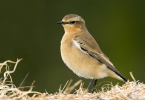 wheatear_2.jpg