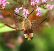 IMG_BB_Hawk_moth_86080001.jpg