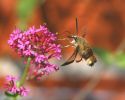 IMG_B_B_Hawk_moth_86080001.jpg