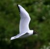 IMG_Black_H_Gull_6_5_070001.jpg