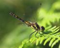 IMG_Black_darter_m0001.jpg