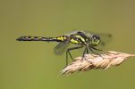 IMG_Black_darter_m0001_1.jpg