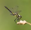 IMG_Black_darter_m0001_2.jpg