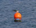 IMG_Black_tern0001.jpg