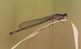 IMG_Blue-tail_Dam_115080001.jpg