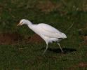 IMG_Cattle_Egret_102080001.jpg