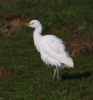 IMG_Cattle_Egret_102080001_1.jpg