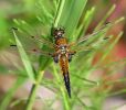 IMG_Four-spotted_Chaser_0001.jpg
