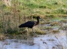 IMG_Glossy_Ibis0001.jpg