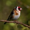 IMG_Goldfinch_293090001.jpg