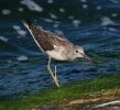 IMG_Greenshank_18_9_070001_2.jpg