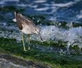 IMG_Greenshank_18_9_070001_4.jpg