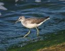 IMG_Greenshank_18_9_070001_5.jpg