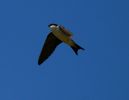 IMG_House_martin0001_1.jpg