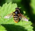 IMG_Hoverfly_0001.jpg