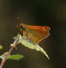 IMG_Large_skipper_20001.jpg