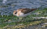 IMG_Little_stint0001.jpg