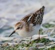 IMG_Little_stint0001_1.jpg