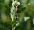 IMG_Migrant_hawker0001.jpg