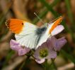 IMG_Orange_Tip_Male_21_4_070001.jpg