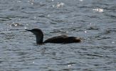 IMG_Red-throted_Diver_0001.jpg