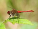 IMG_Ruddy_darter_25_8_070001_1.jpg