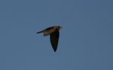 IMG_Sand_Martin_15_4_070001_1.jpg