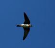 IMG_Sand_Martin_2_15_4_070001.jpg