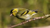 IMG_Siskin_293090001_2.jpg